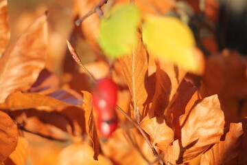 Blätter im Herbst