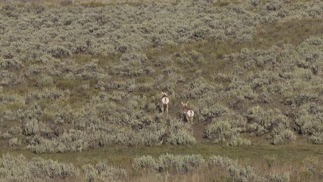 Two pronghorn in Yellowstone National Park, Wyoming, USA