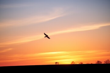Fototapeta na wymiar silhouette of red kite at sunset above farmland