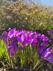 purple crocus flowers