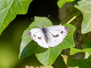 Green-veined White Resting on Ivy