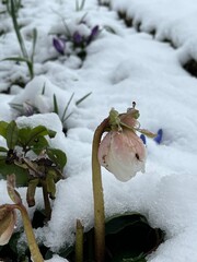 frozen christmas rose in snow