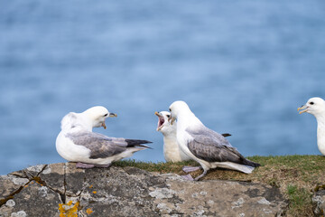 A flock of seagulls perched on a rock