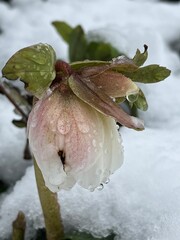frozen rose in snow
