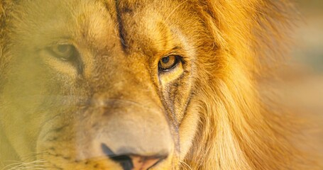 Close-up beautiful portrait of an African Lion.