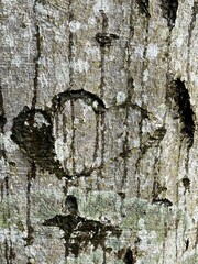 bark of a tree with a heart in the bark