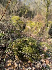 moss on the stump