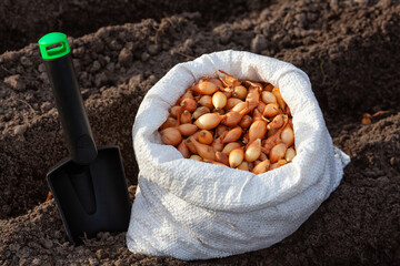 onion seedlings in a bag on the background of soil and a shovel