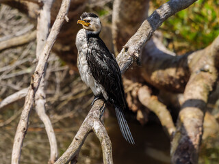 Cormorant Look Away