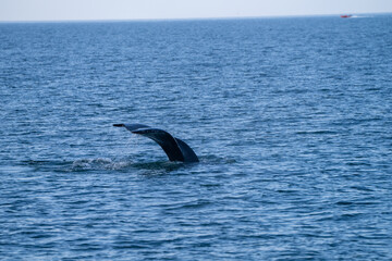 Surfacing whales, whale tails