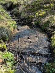 stream in the forest