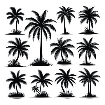 Set of palm tree silhouettes isolated on a white background, Vector illustration.
