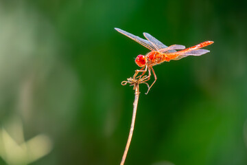 red dragonfly on a dead flower