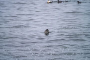 Seal in the wild in the ocean, with the seal's head showing on the surface of the sea