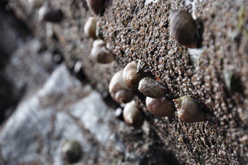 shells on a rock