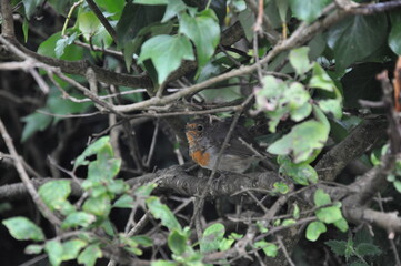 european robin