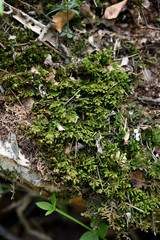 Paisaje en humedal en La Vall de Montblanc