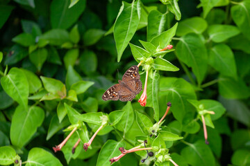 Butterfly on a red flower in a garden in Indonesia