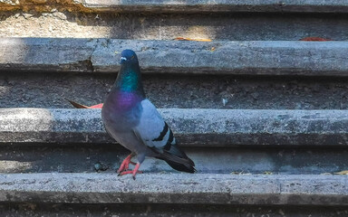 Pigeons birds sitting on stairs steps in Puerto Escondido Mexico.
