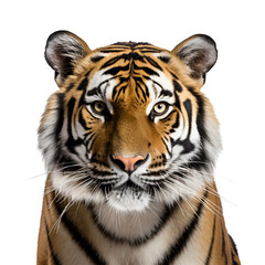 Obraz premium Close-Up Image of Half Body Bengal Tiger, Majestic Wild Creature, Isolated on Transparent Background, PNG