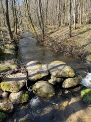 mountain river in the forest
