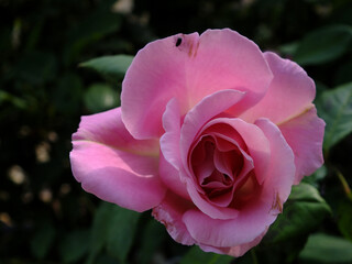 Flor rosa de color rosa con inquilino