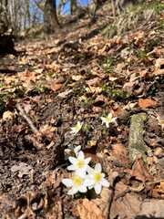 wild anemone flowers in the leaves in the forest