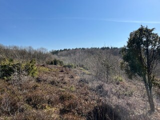 trees in the mountains