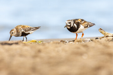 Close-up of the ruddy turnstone (Arenaria interpres), black , brown and white wader (wading bird) 
 - obrazy, fototapety, plakaty