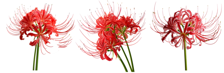 spider lily flower png isolated on transparent background