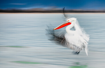white pelican in flight with intentional motion blur