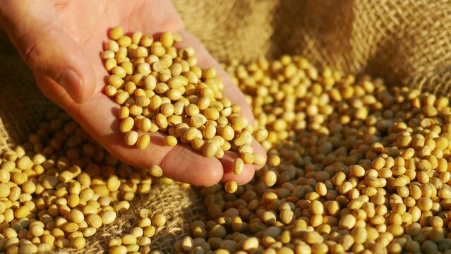 raw soybeans close up video. vegan food, vegetables, harvesting crops. growing soybeans, soya farming, soybean production