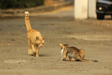 two cats about to fight