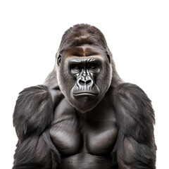 Detailed Photo of a Gorilla, Rainforest Animal, Free-roaming Creature, Half-Body Capture, Isolated on Transparent Background, PNG