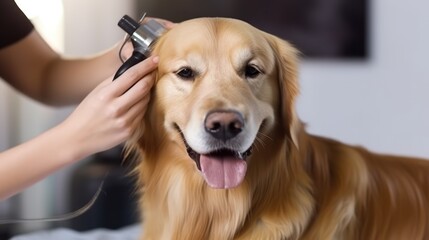 Grooming a fluffy dog in a hair salon for dogs. Beautiful golden retriever