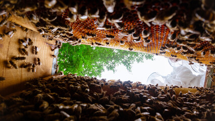 Apiculture or honey production background photo. Inside of a beehive