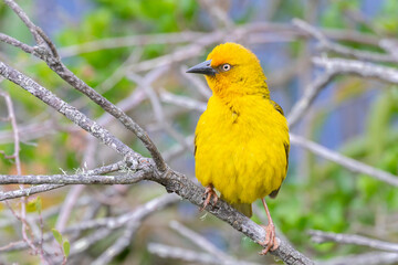 Male Cape Weaver (Ploceus capensis) perched on ree in Riverine Forest, Wilderness, Western Cape, South Africa