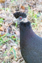 Southern Crested Guineafowl (Guttera edouardi)