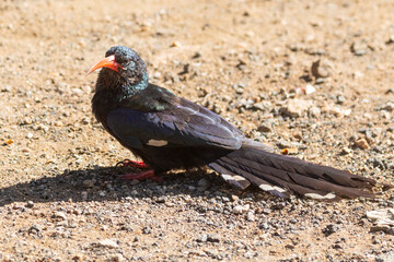 Green Wood Hoepoe (Phoeniculus purpureus) formerly Red-billed Wood Hoepoe