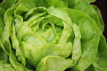 Fototapeta na wymiar Lettuce (all the year round) growing in soil with water drops