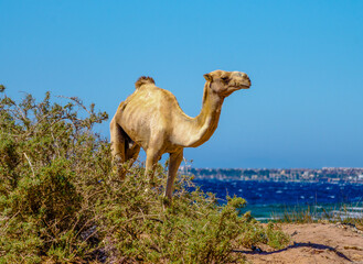 lonely thin camel in the bush on the Red Sea
