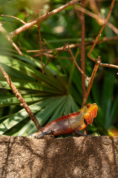 Colorful Yellow Red and Green Garden Lizard
