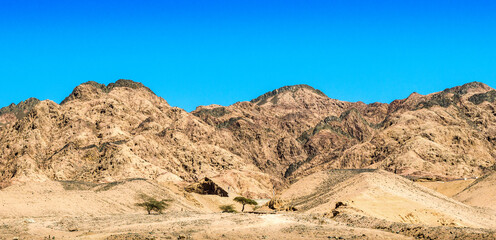 trees in the desert of egypt against the backdrop of high rocky mountains