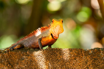Colorful Yellow Red and Green Garden Lizard