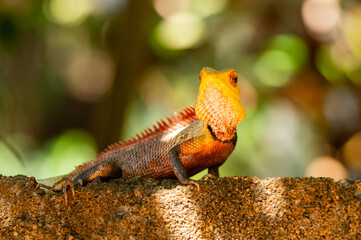 Colorful Yellow Red and Green Garden Lizard