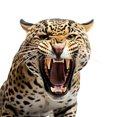 Wild Animal Close-Up: Jaguar, Jungle Creature, Half-Body Snapshot, Isolated on Transparent Background, PNG
