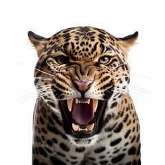 Fototapeta premium Half-Body Capture of a Jaguar, Jungle Wildlife, Wild Animal, Close-Up, Isolated on Transparent Background, PNG