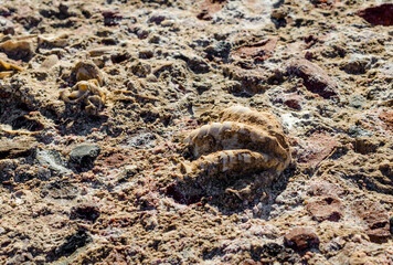 excavated shell grew into stone close up