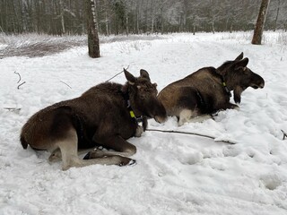  Пара молодых самцов лосей отдыхают на снегу