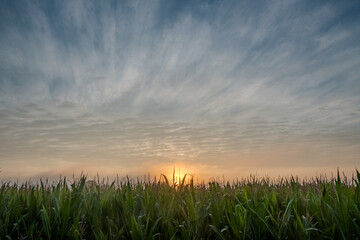 The image showcases a breathtaking sunrise emerging behind a verdant cornfield. The young corn...